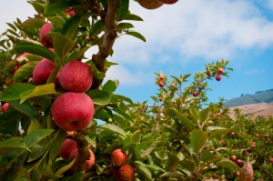 Organic Apples